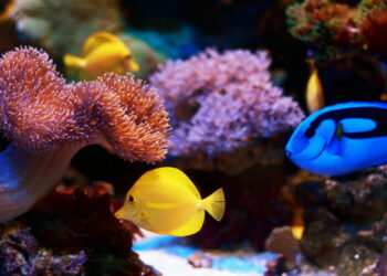 cura barriere coralline Maldive