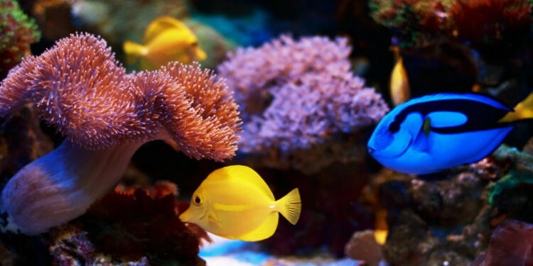 cura barriere coralline Maldive