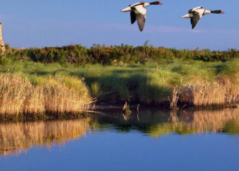 patrimonio ittico italiano valorizzazione culturale territoriale