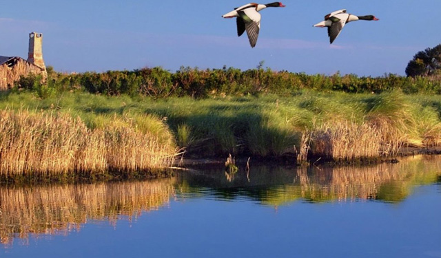 patrimonio ittico italiano valorizzazione culturale territoriale