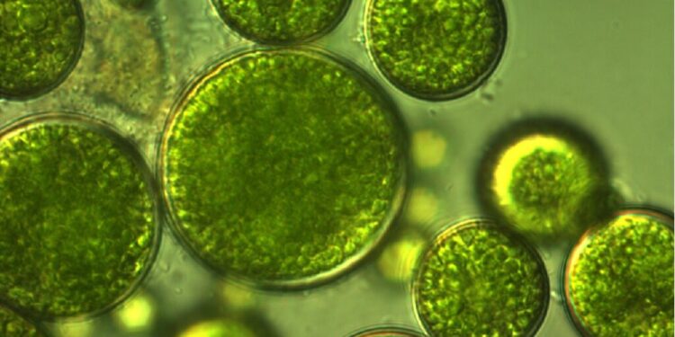 Coltivazione di microalghe, i benefici dell'illuminazione LED