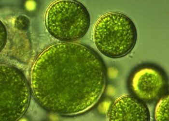 Coltivazione di microalghe, i benefici dell'illuminazione LED