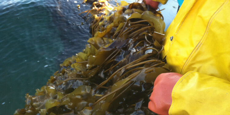 Algocoltura Australia start-up