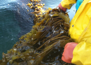 Algocoltura Australia start-up