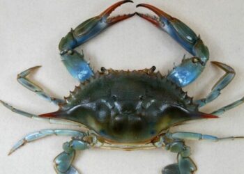 granchi blu Mar Mediterraneo