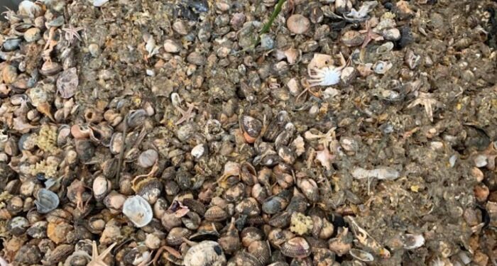 fertilizzanti biologici