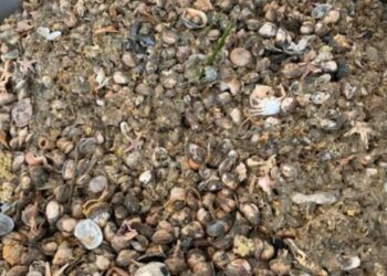 fertilizzanti biologici