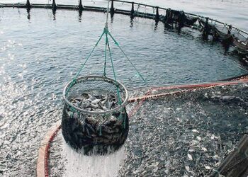 acquacoltura italiana