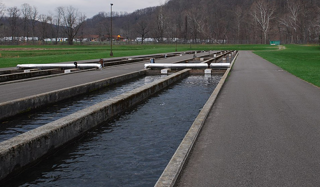 acquacoltura italiana