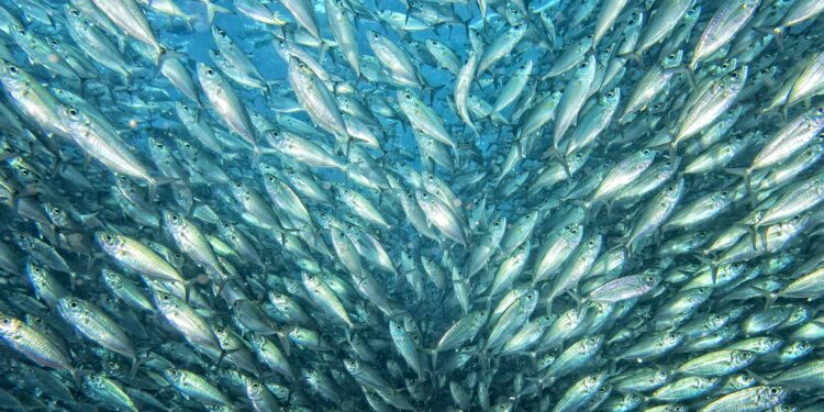 impatto ambientale acquacoltura