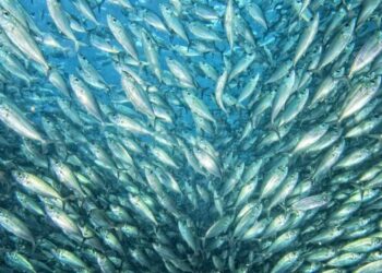 impatto ambientale acquacoltura