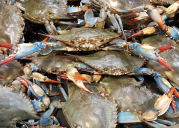 Decreto granchio blu. Federpesca, grazie a Lollobrigida