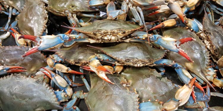 Decreto granchio blu. Federpesca, grazie a Lollobrigida