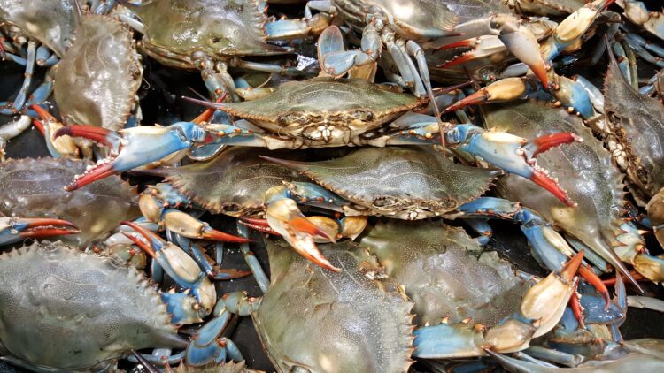Decreto granchio blu. Federpesca, grazie a Lollobrigida
