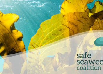 industria delle alghe