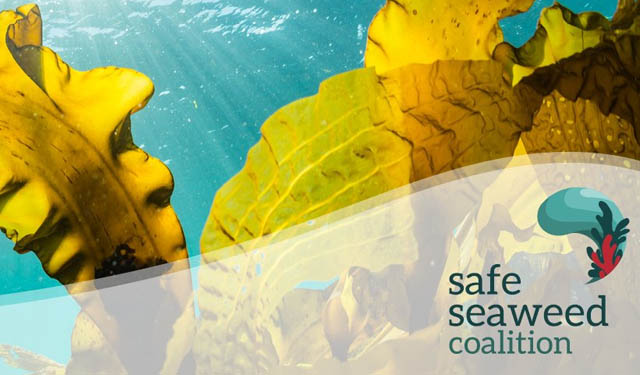 industria delle alghe