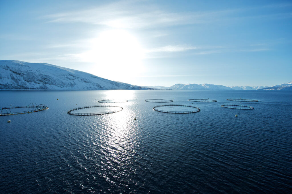 Arabia Saudita in corsa per diventare leader mondiale in acquacoltura