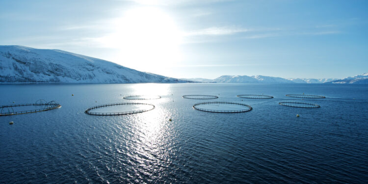 Arabia Saudita in corsa per diventare leader mondiale in acquacoltura