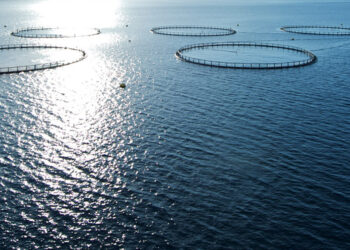 Arabia Saudita in corsa per diventare leader mondiale in acquacoltura