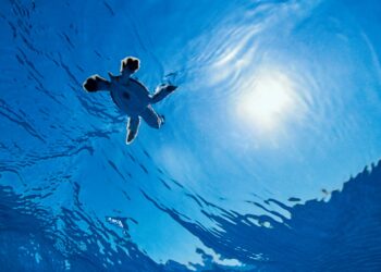 Giornata Europea del Mare