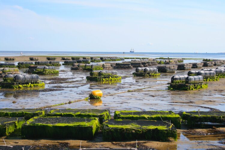 COVID cambiamenti climatici acquacoltura