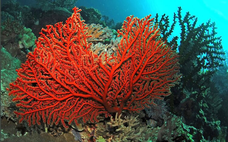 corallo rosso