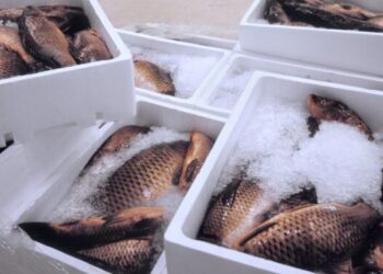 cassette di polistirolo