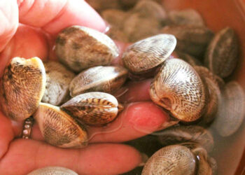 vongola Venus Gallina