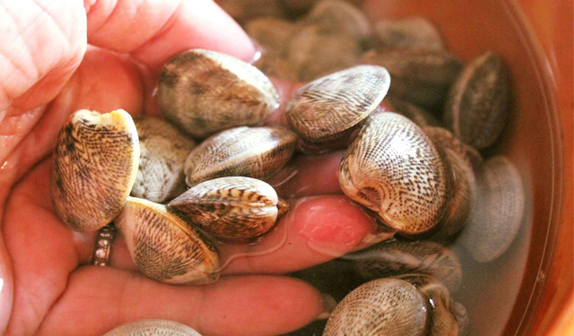 vongola Venus Gallina