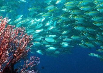 acidificazione oceani