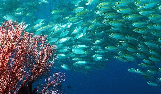 acidificazione oceani