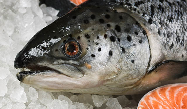 alimentazione salmone norvegese