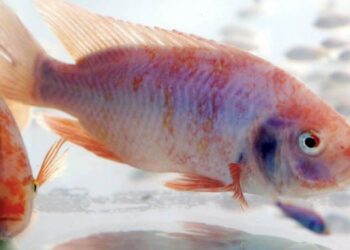 illuminazione specializzata crescita tilapia