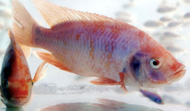 illuminazione specializzata crescita tilapia