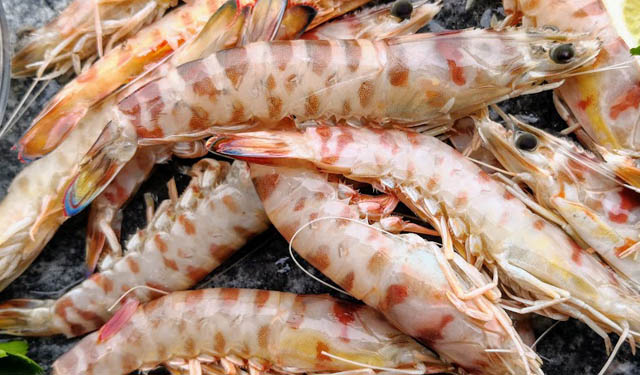 mazzancolla