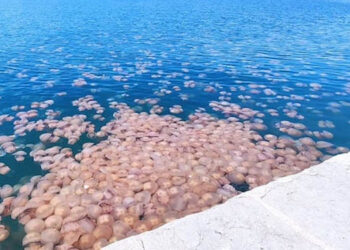 meduse Golfo Trieste