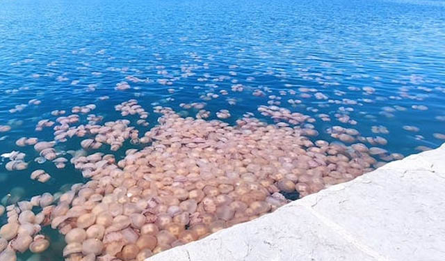 meduse Golfo Trieste