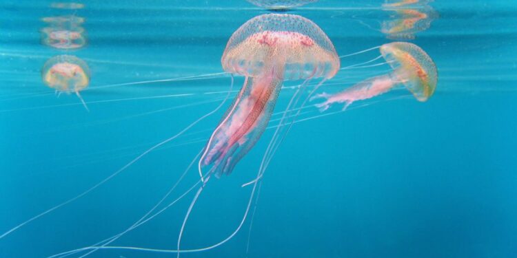 specie ittiche aliene