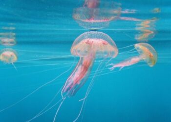 specie ittiche aliene