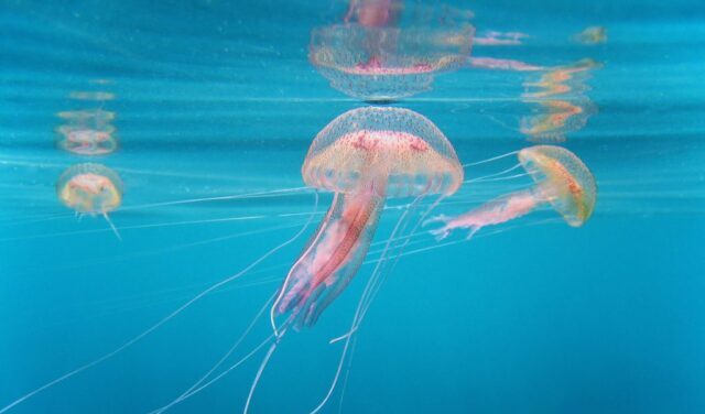 specie ittiche aliene