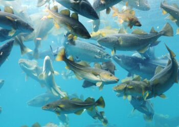 Merluzzo bianco, come MSC gestirà le certificazioni della pesca russa