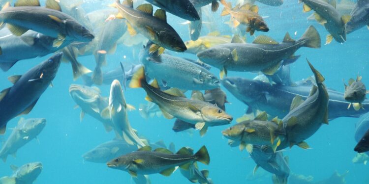 Merluzzo bianco, come MSC gestirà le certificazioni della pesca russa