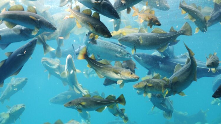 Merluzzo bianco, come MSC gestirà le certificazioni della pesca russa