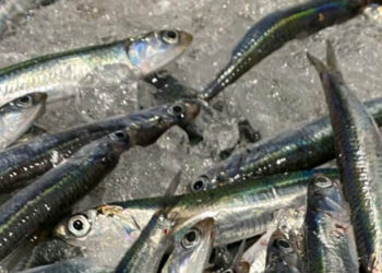 piccoli pelagici Adriatico