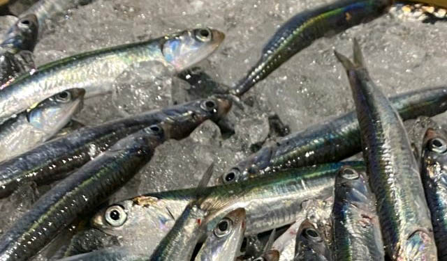 piccoli pelagici Adriatico