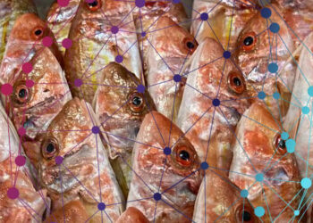 salmone creato in laboratorio