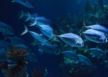 Economia blu sostenibile