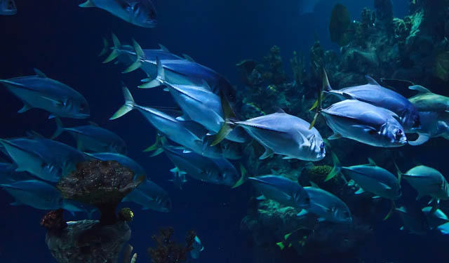 Economia blu sostenibile