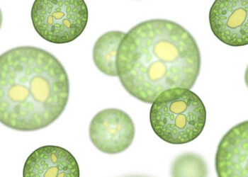 Microalghe allevamenti ittici