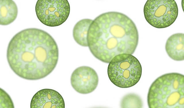 Microalghe allevamenti ittici